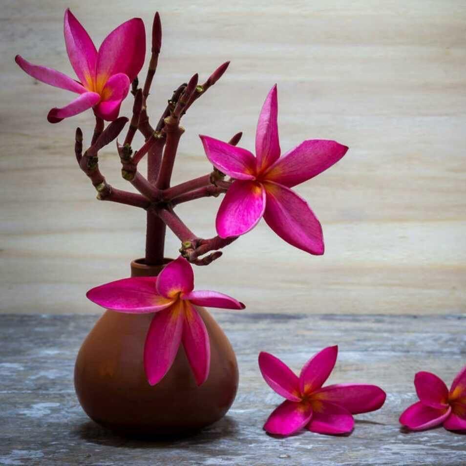 吉祥品