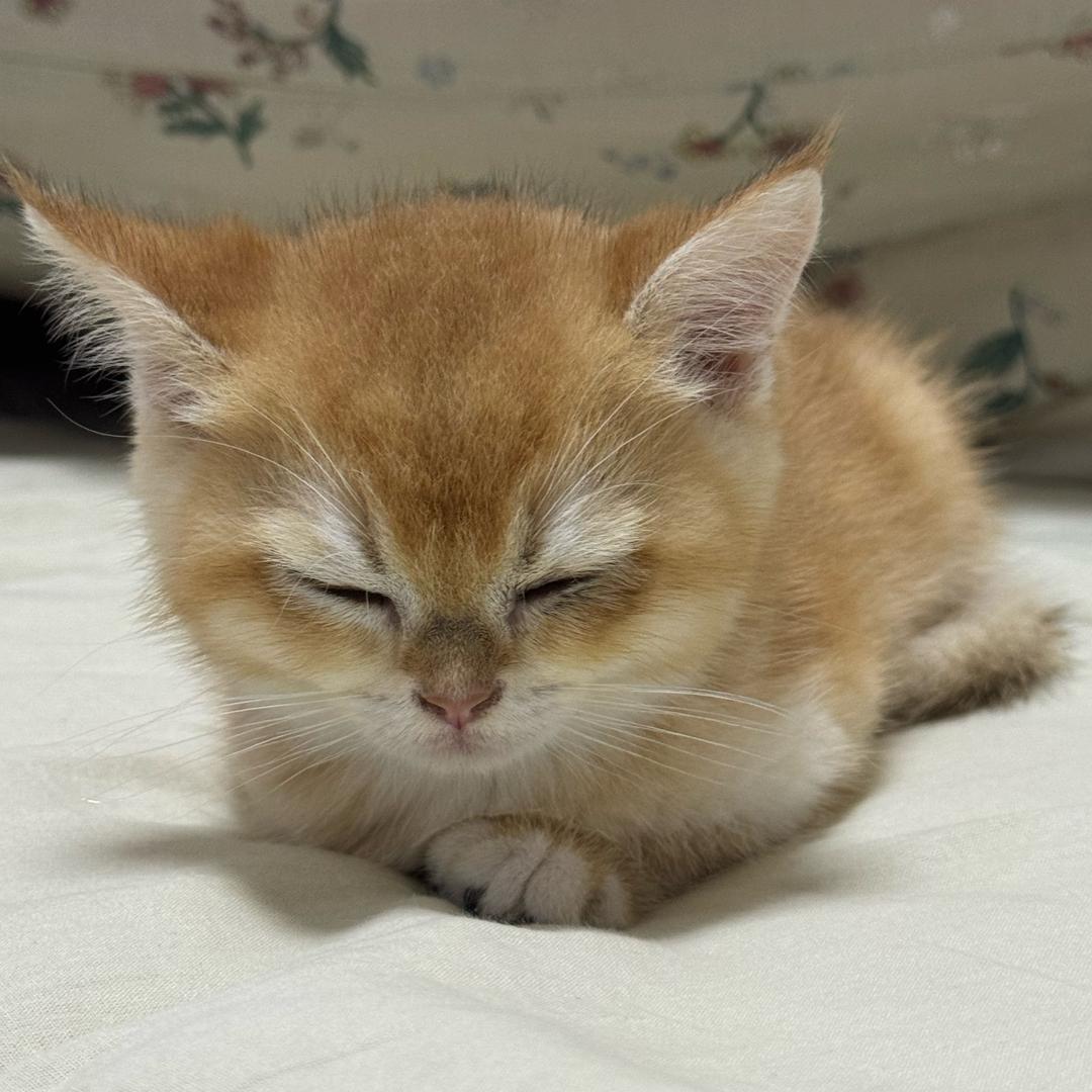 4366