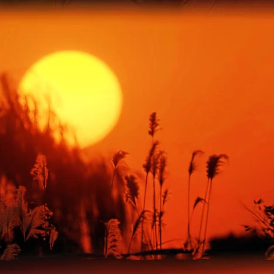 麦穗🌾