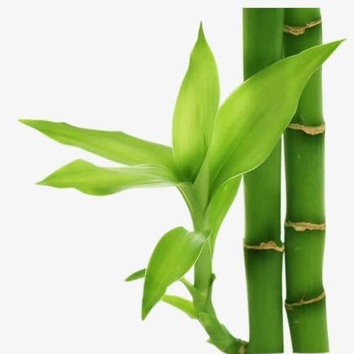芮城小丸子