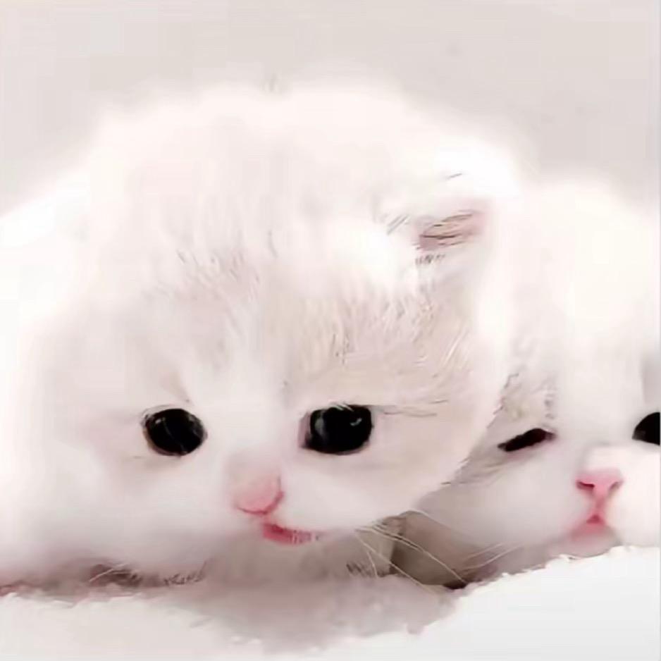 皓子bobo