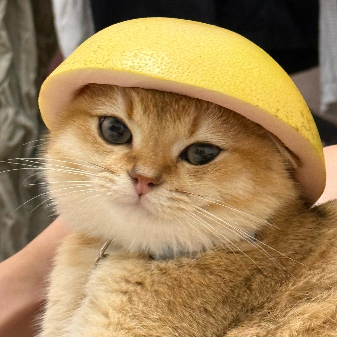 栗子家的铲屎官
