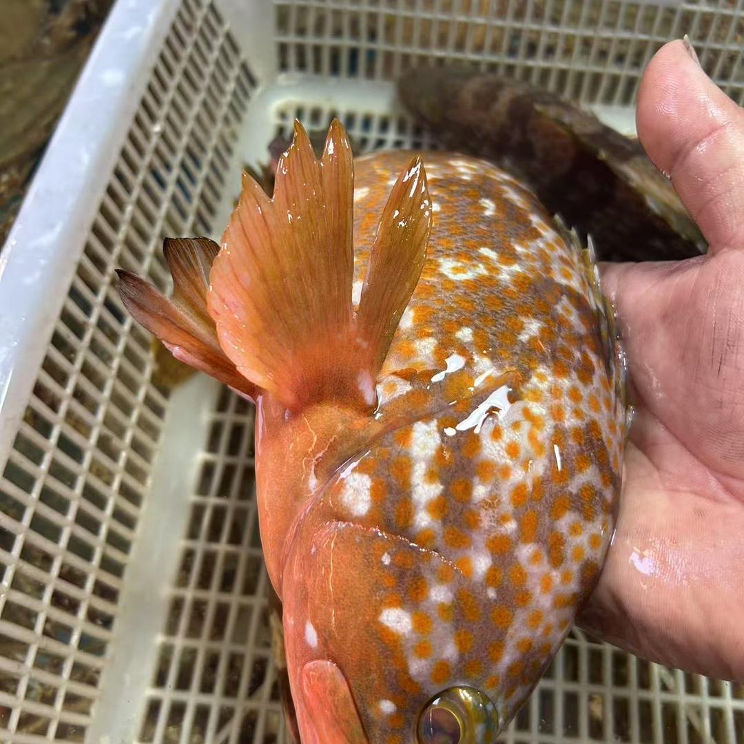 巷子深海鲜