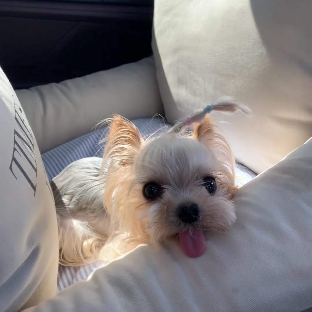 🐾恋爱脑没烦恼