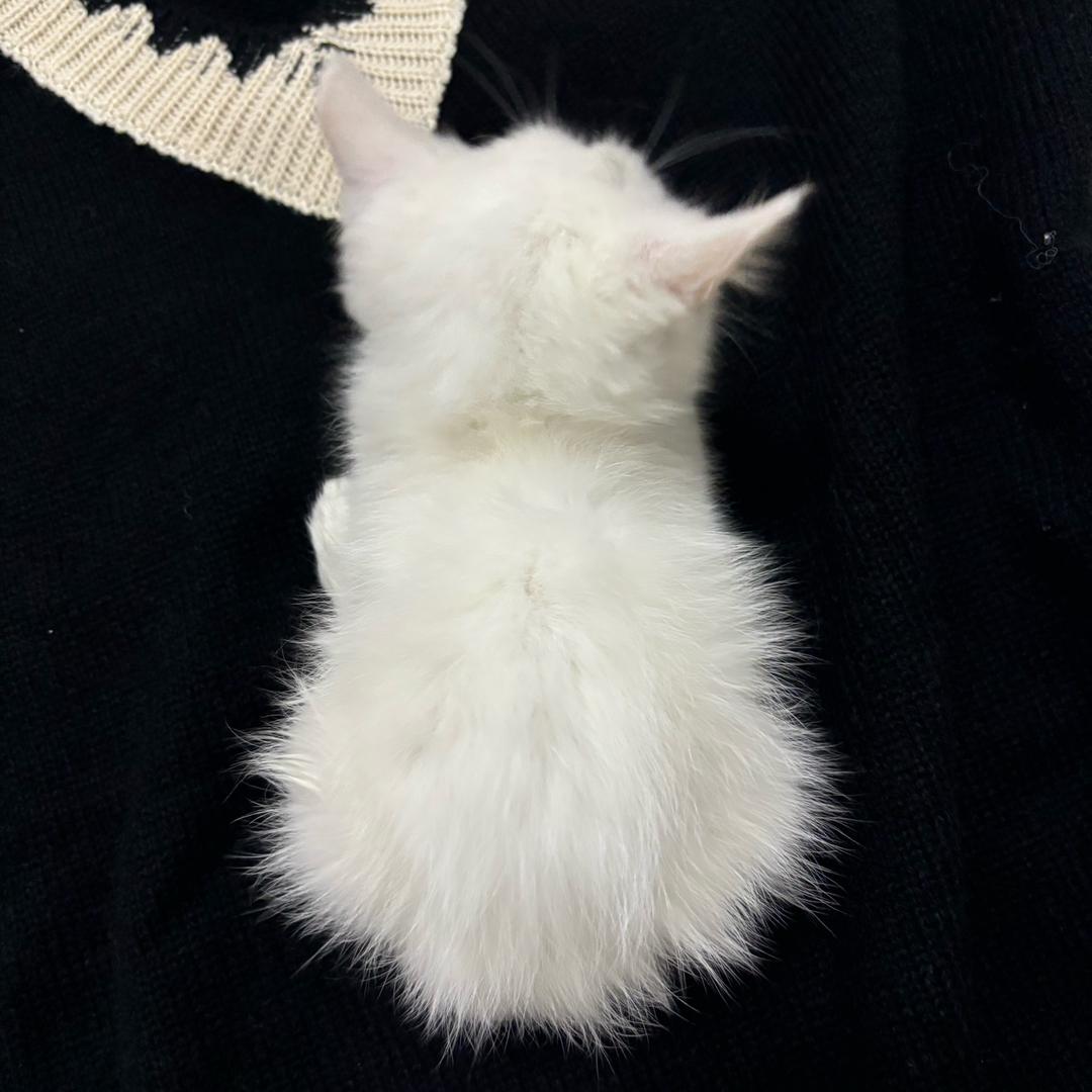 小棉花