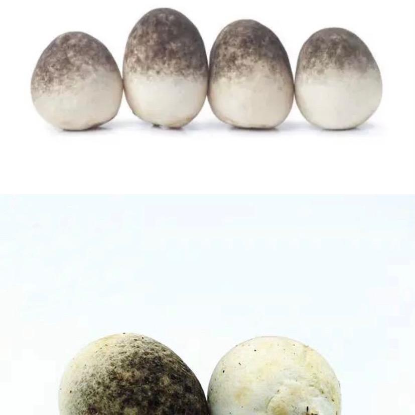 卖草菇的小媳妇