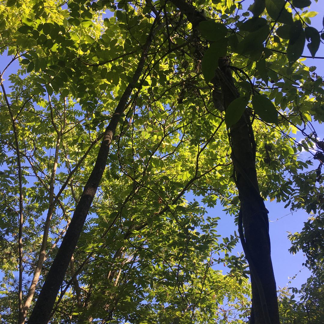 凉山代表 限量版