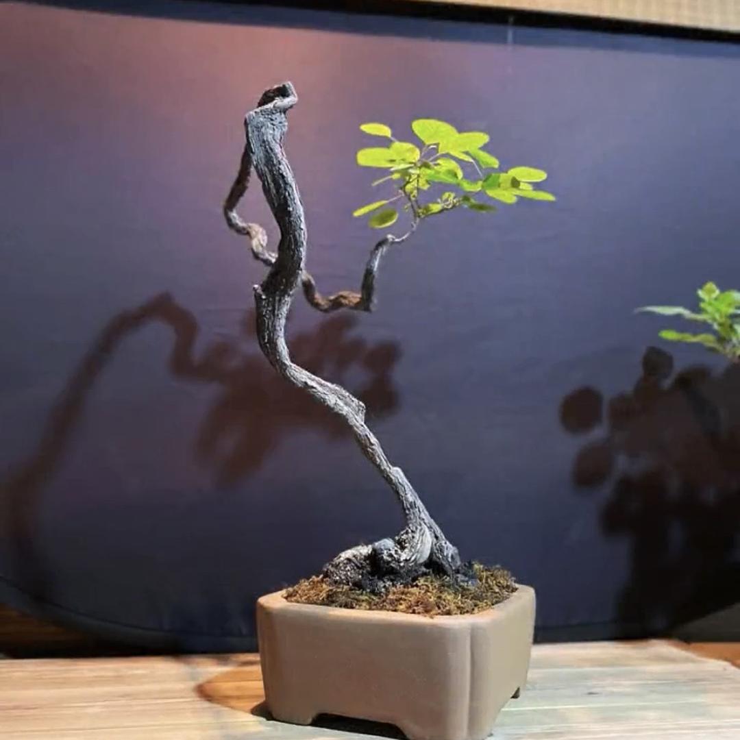 国风盆栽