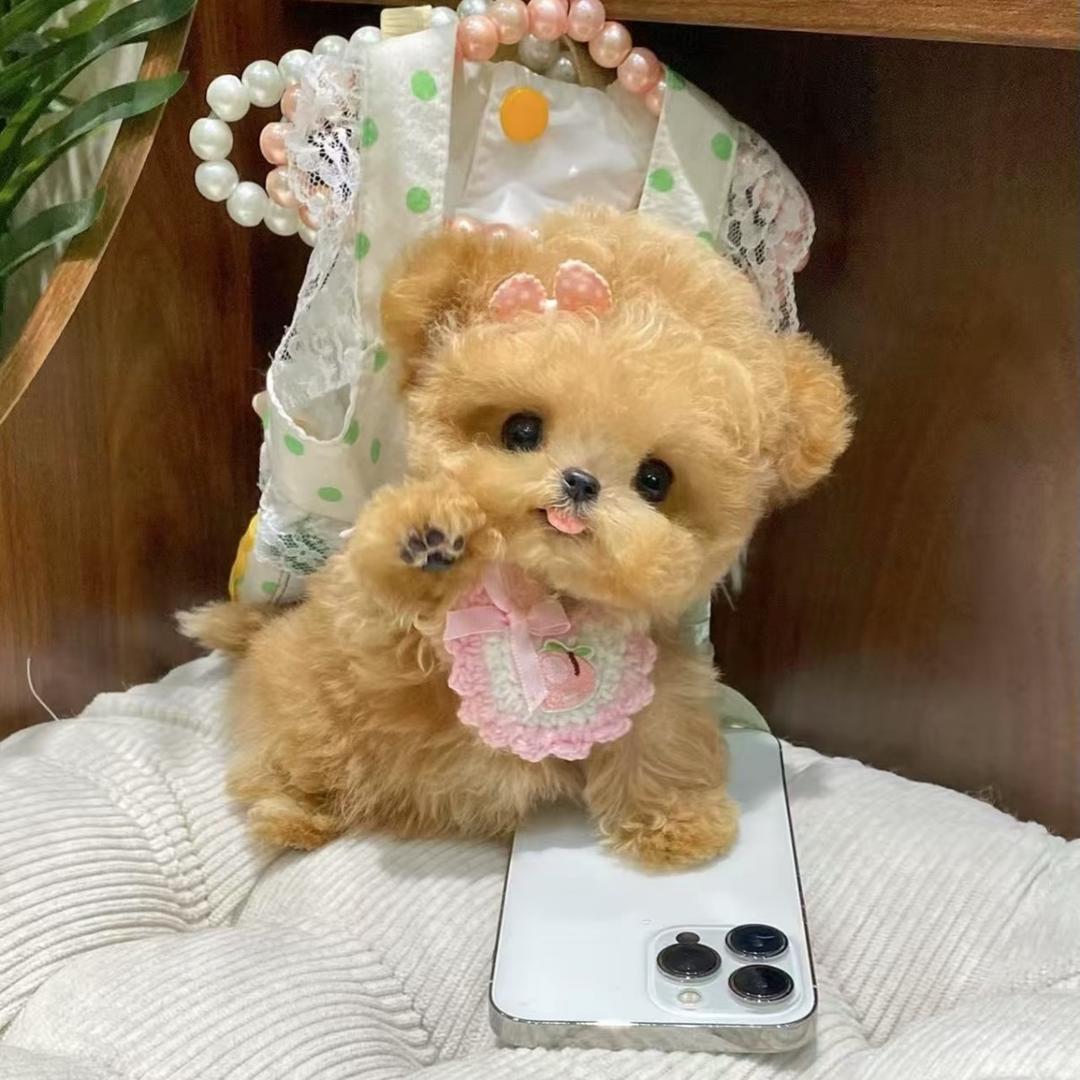 Lucky-平价小体犬舍