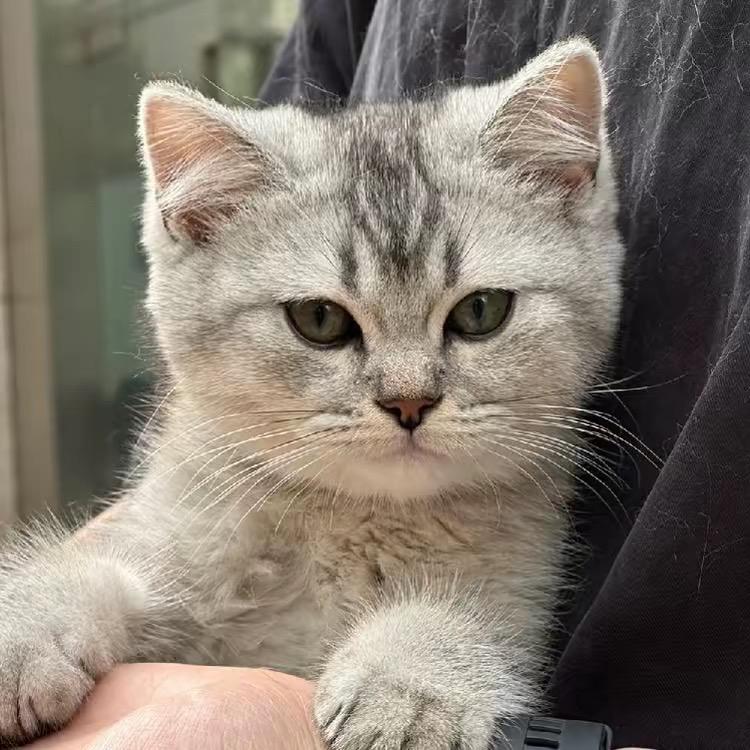 三小只它爹妈