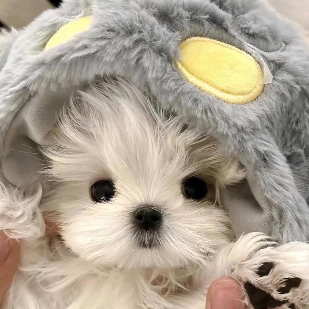 小饼干🍪