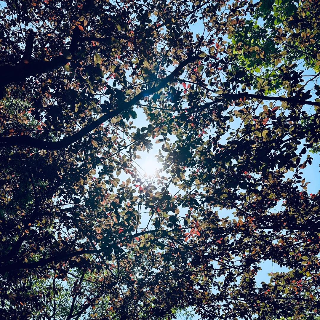 韶华过后是黯然