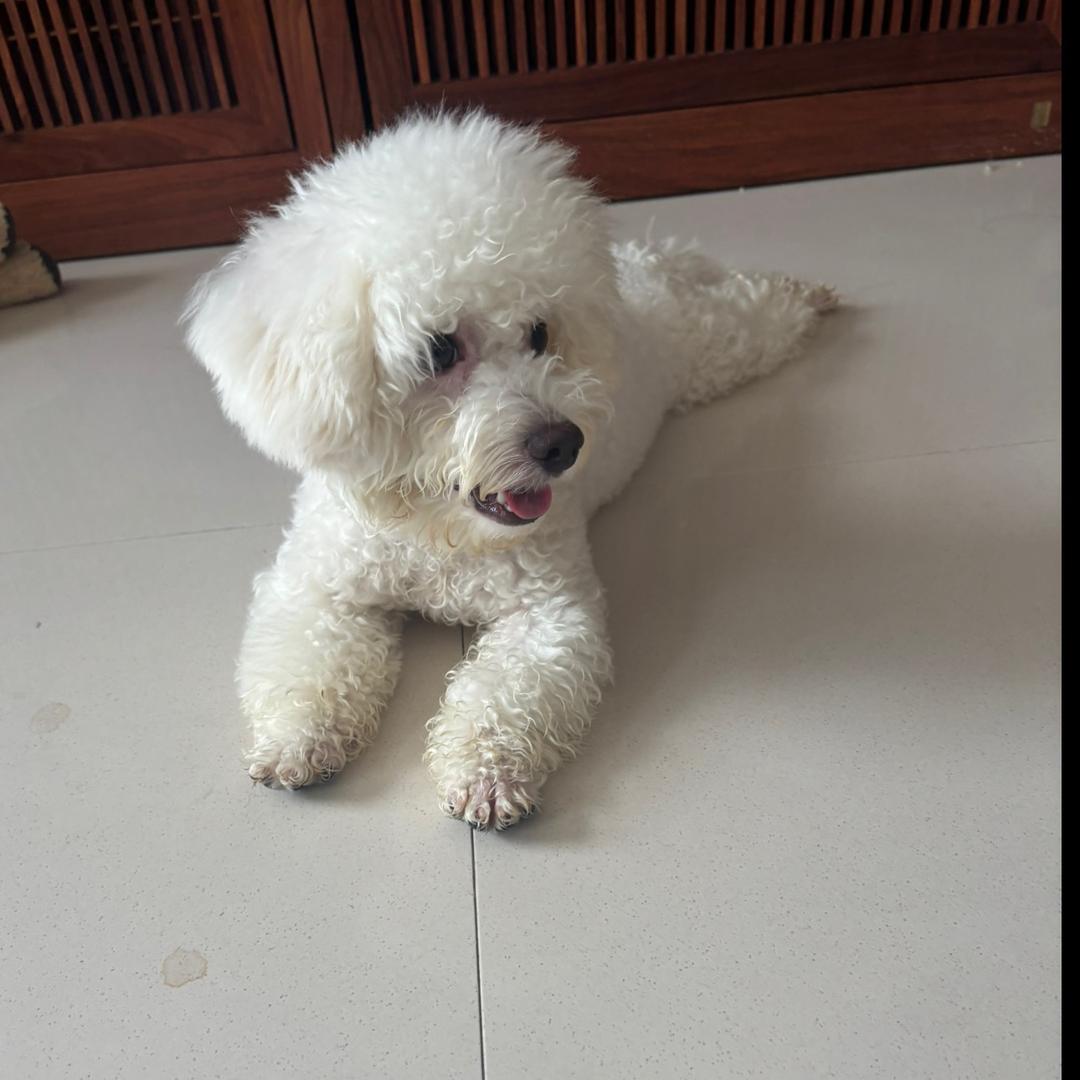 饭圈