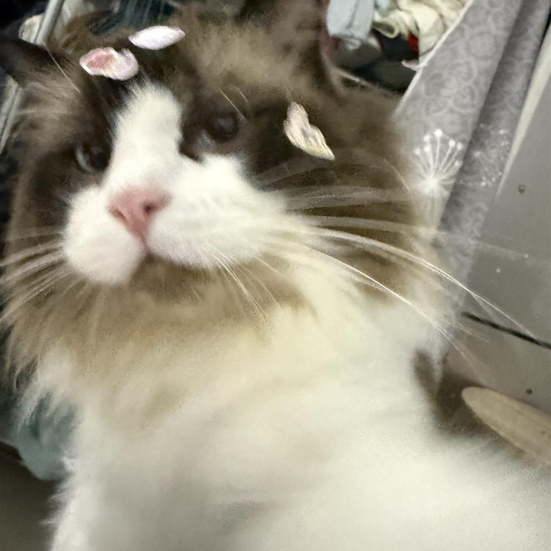 满山猴子就我腚红