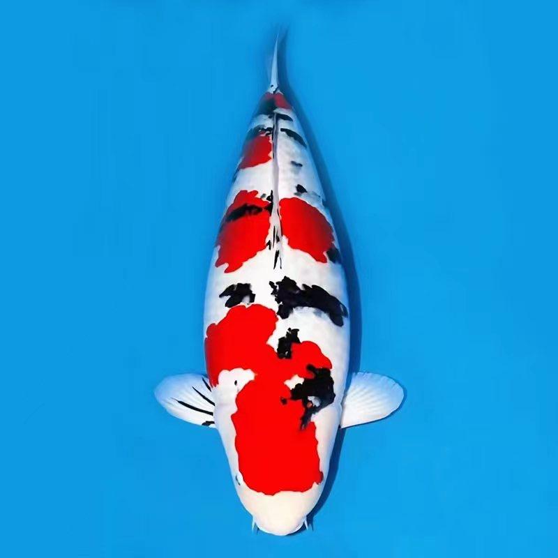 锦润锦鲤养殖场