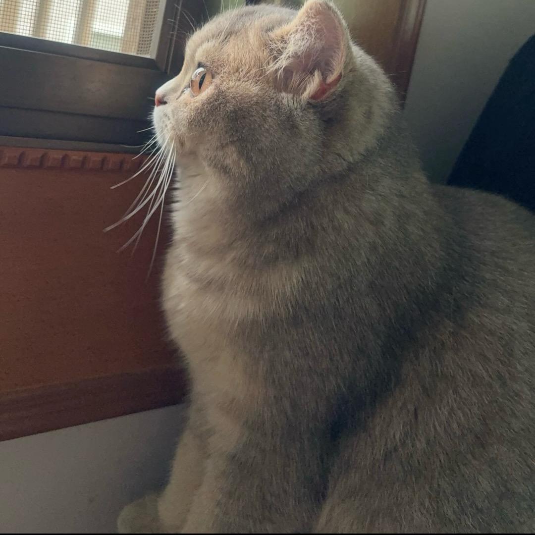 小猪饰品嗯