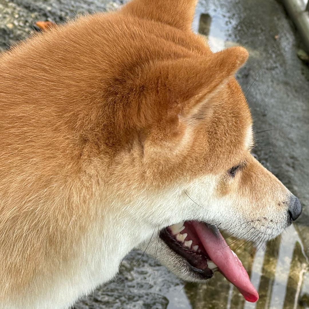𝓧.蜂蜂