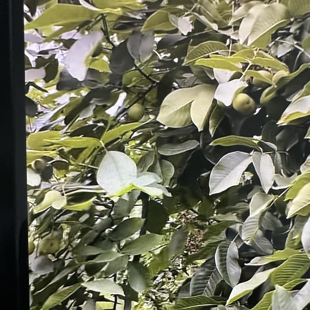 青气核桃