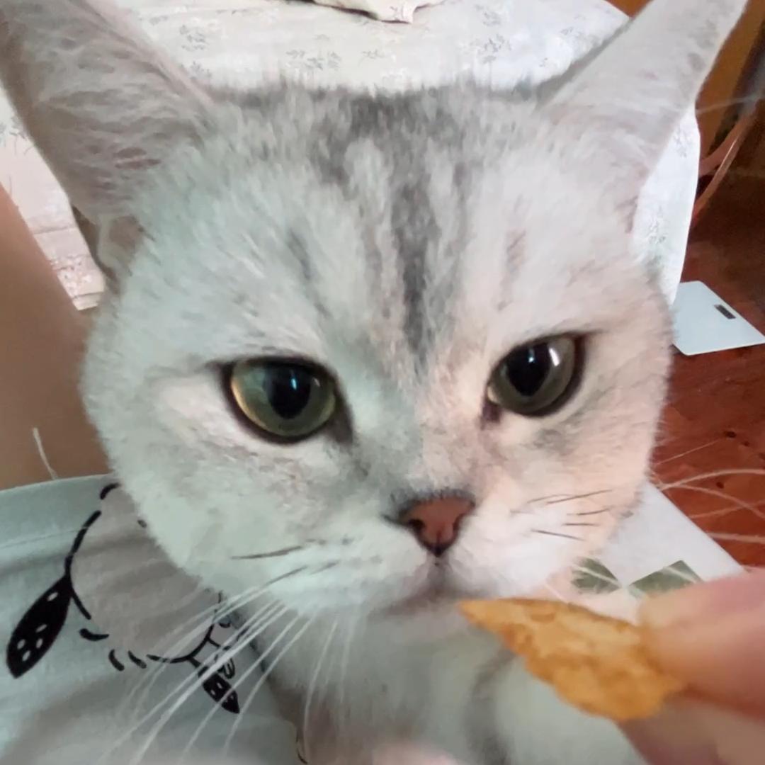 是我啊小白羊（有猫版）