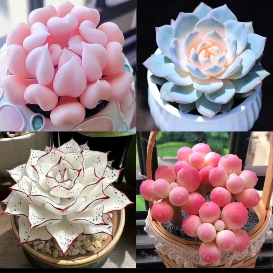 HL汐