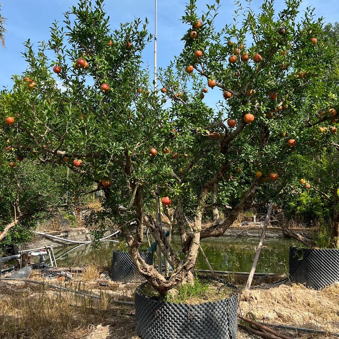 福建漳州联辉苗木场
