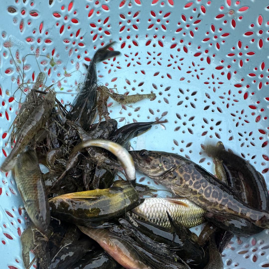 杰哥河边鱼