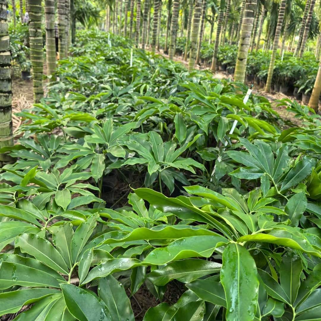 一葉 ONELEAF