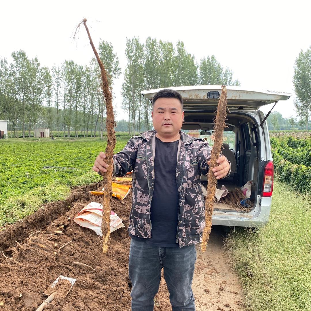 @小康铁棍山药