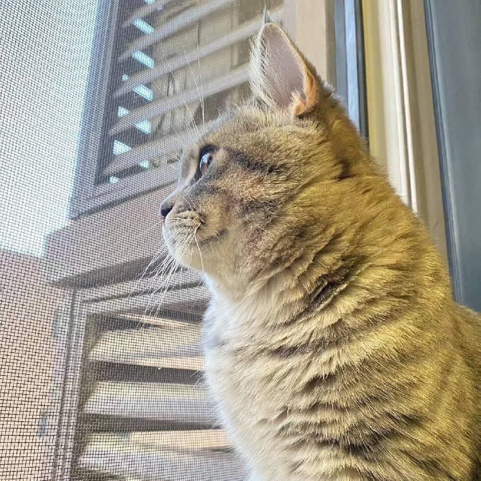 青衫呀(三角洲)