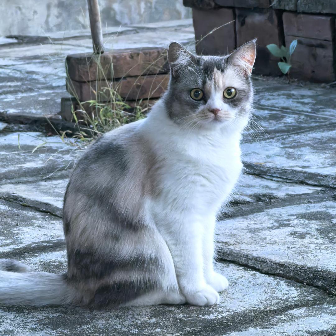 花花咕咕咪