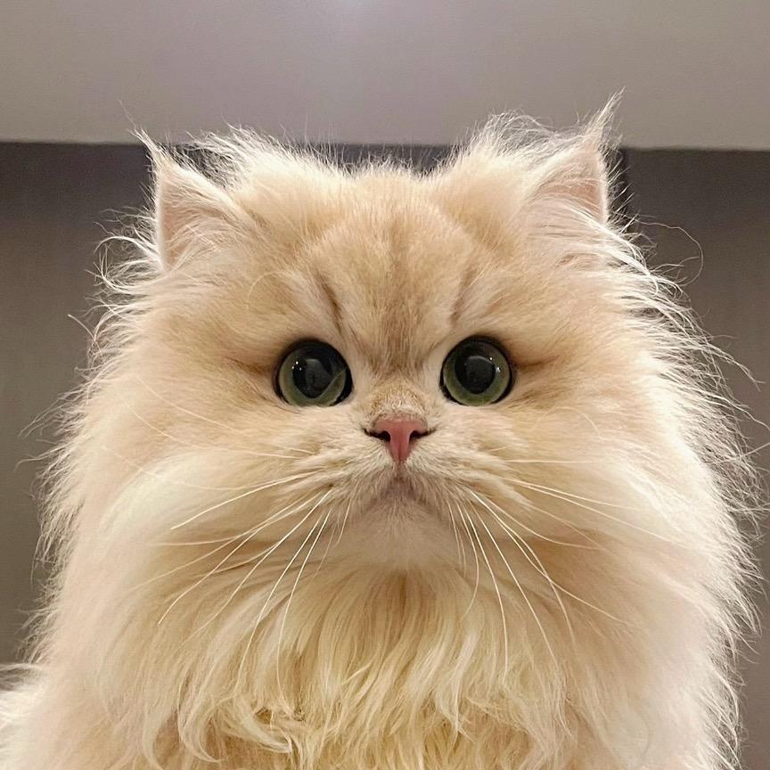 友猫德@矮脚猫舍