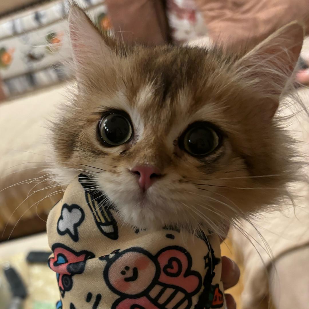 士豆丝.