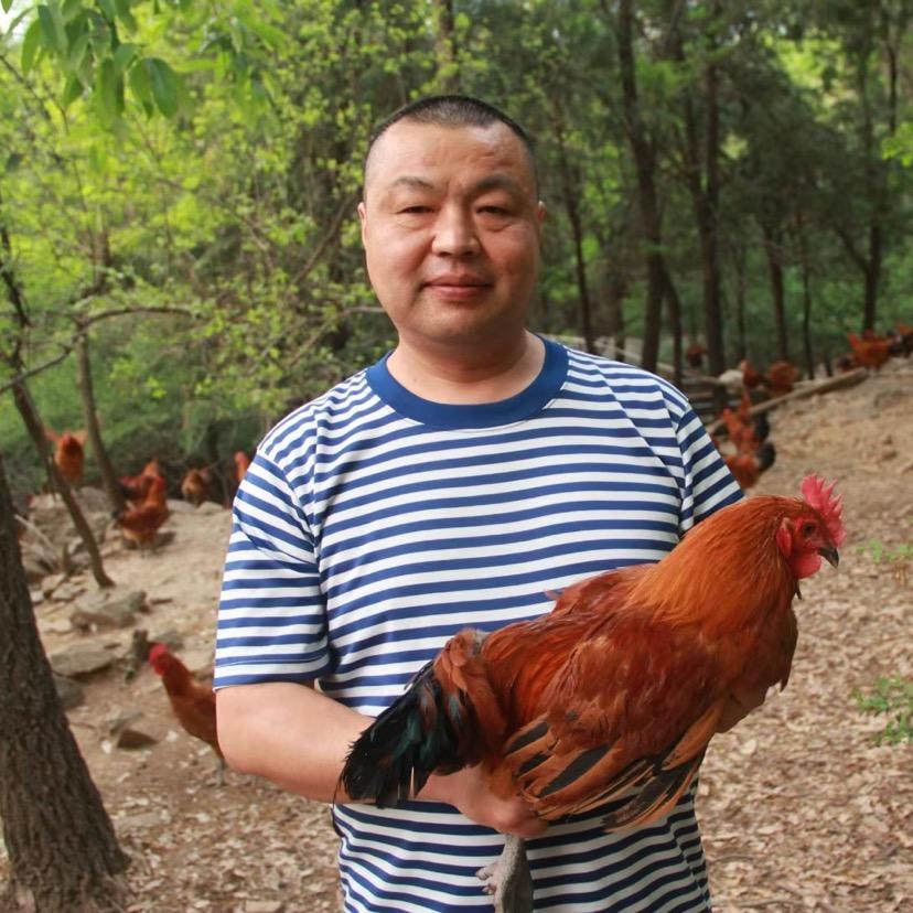 平顶山东亚散养鸡