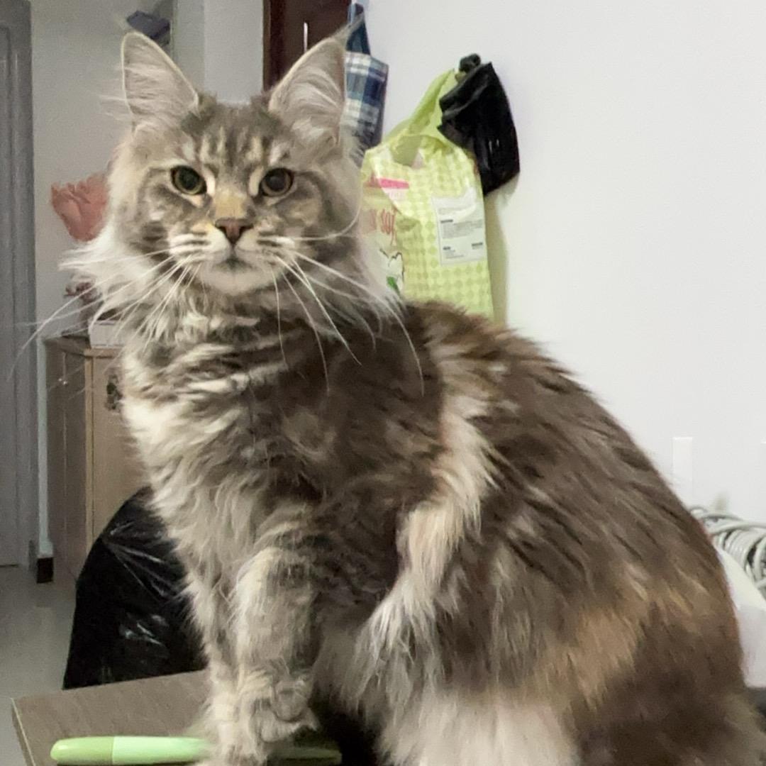 茅台是只缅因猫