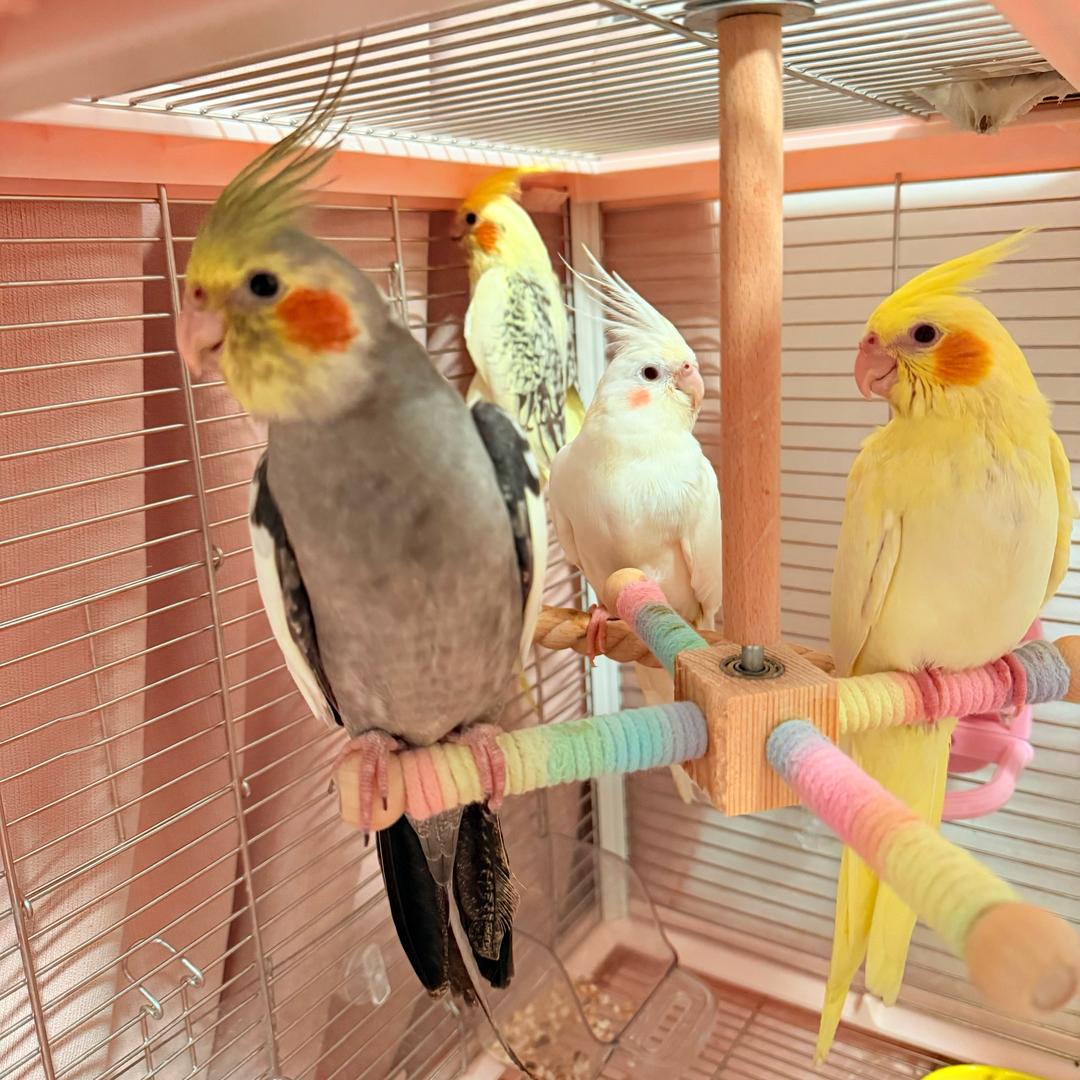 鸟鸟大王（陪老公打怪中）