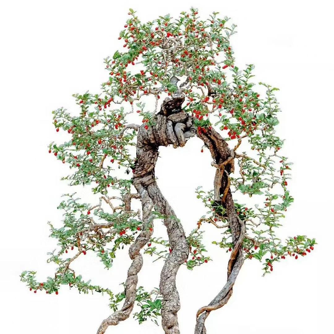 有志者事竟成.123