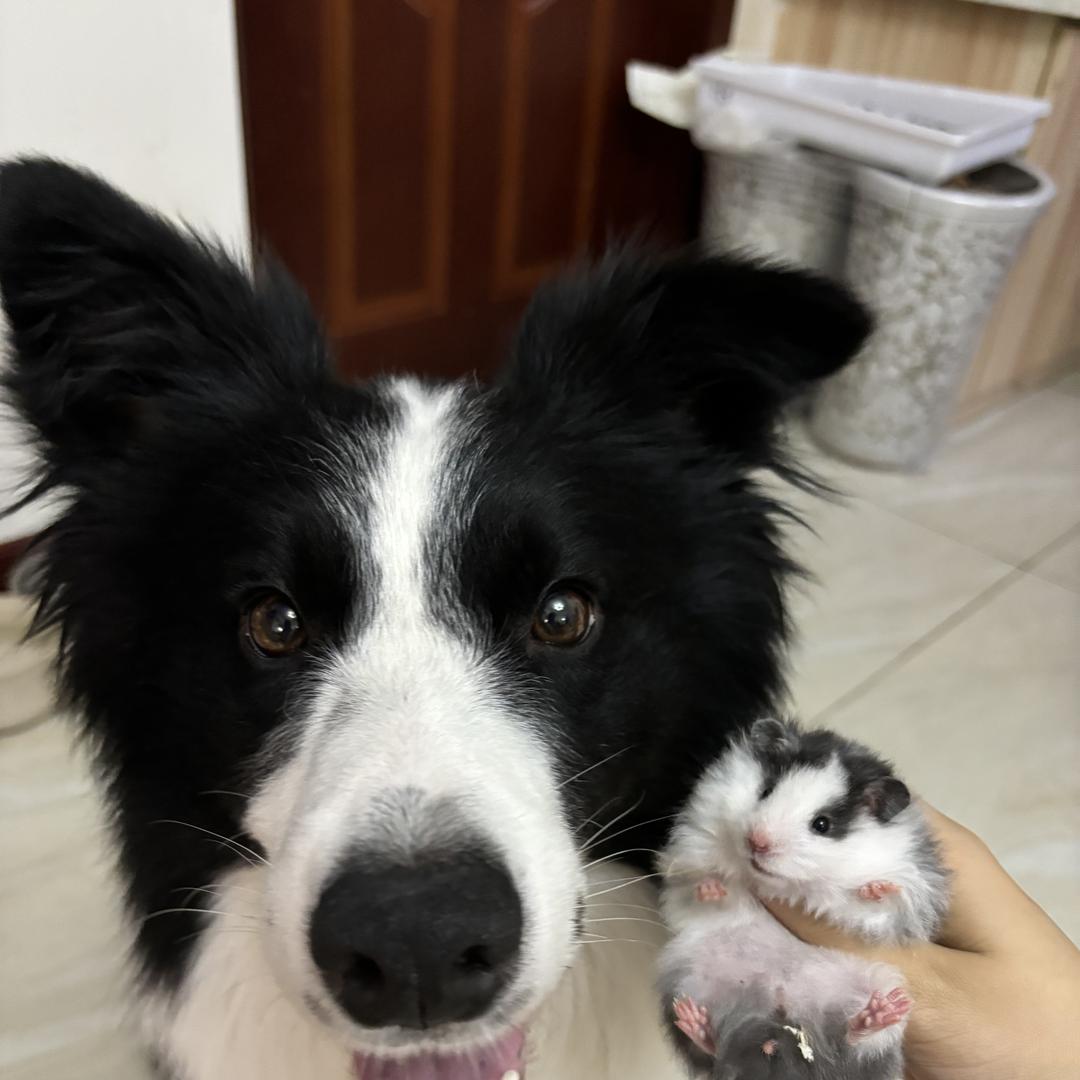 小熊帽子1