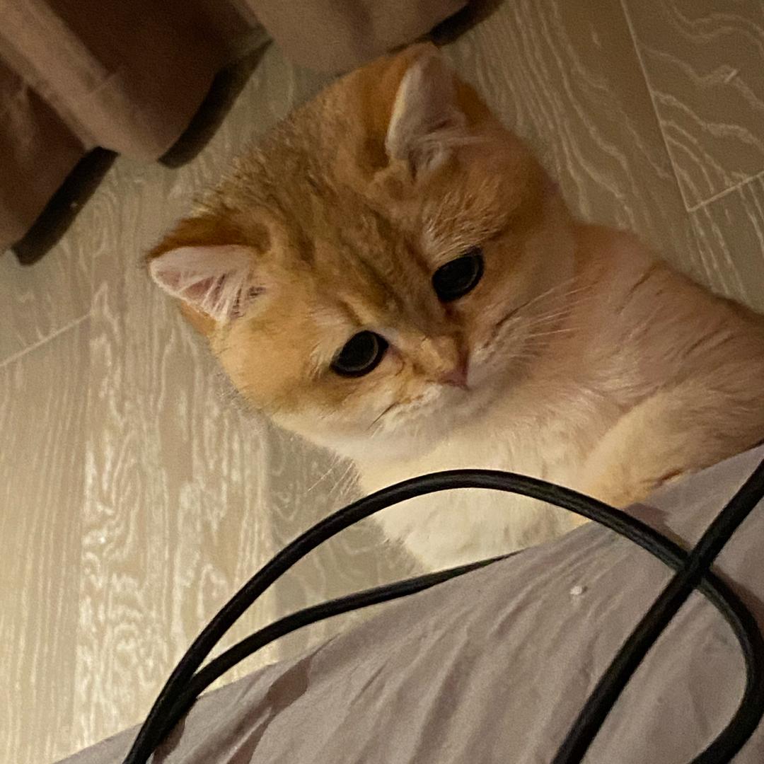 条饼万猫猫