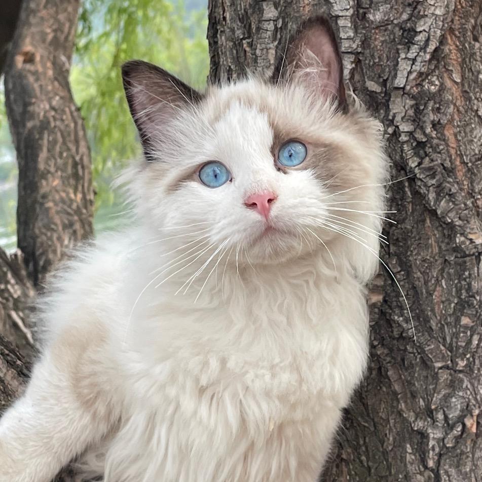 柒月科学养猫