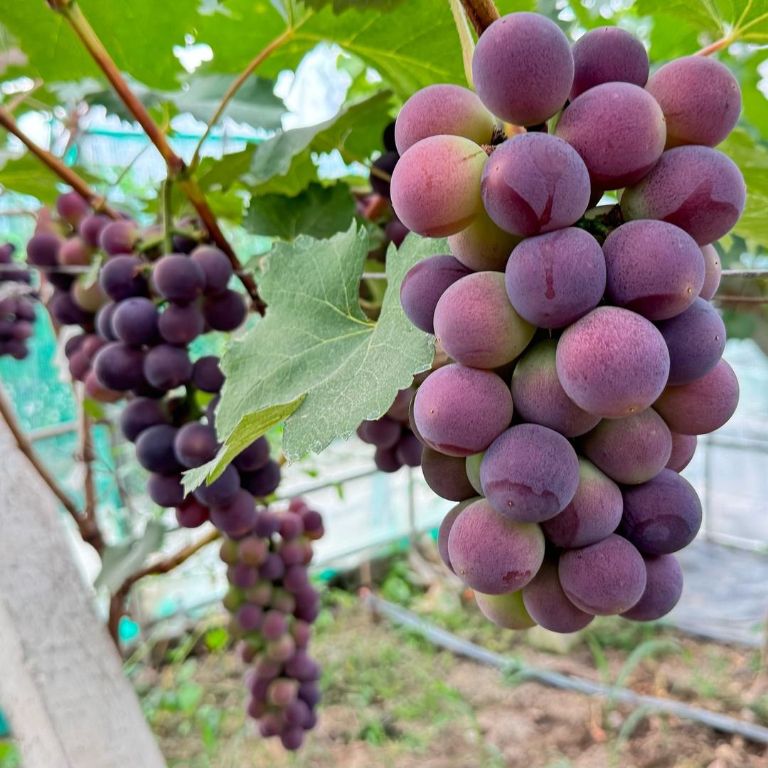 马陆鑫吉葡萄官方号