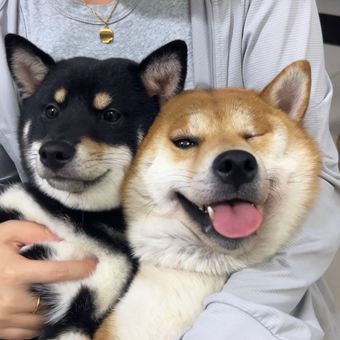 两只福福