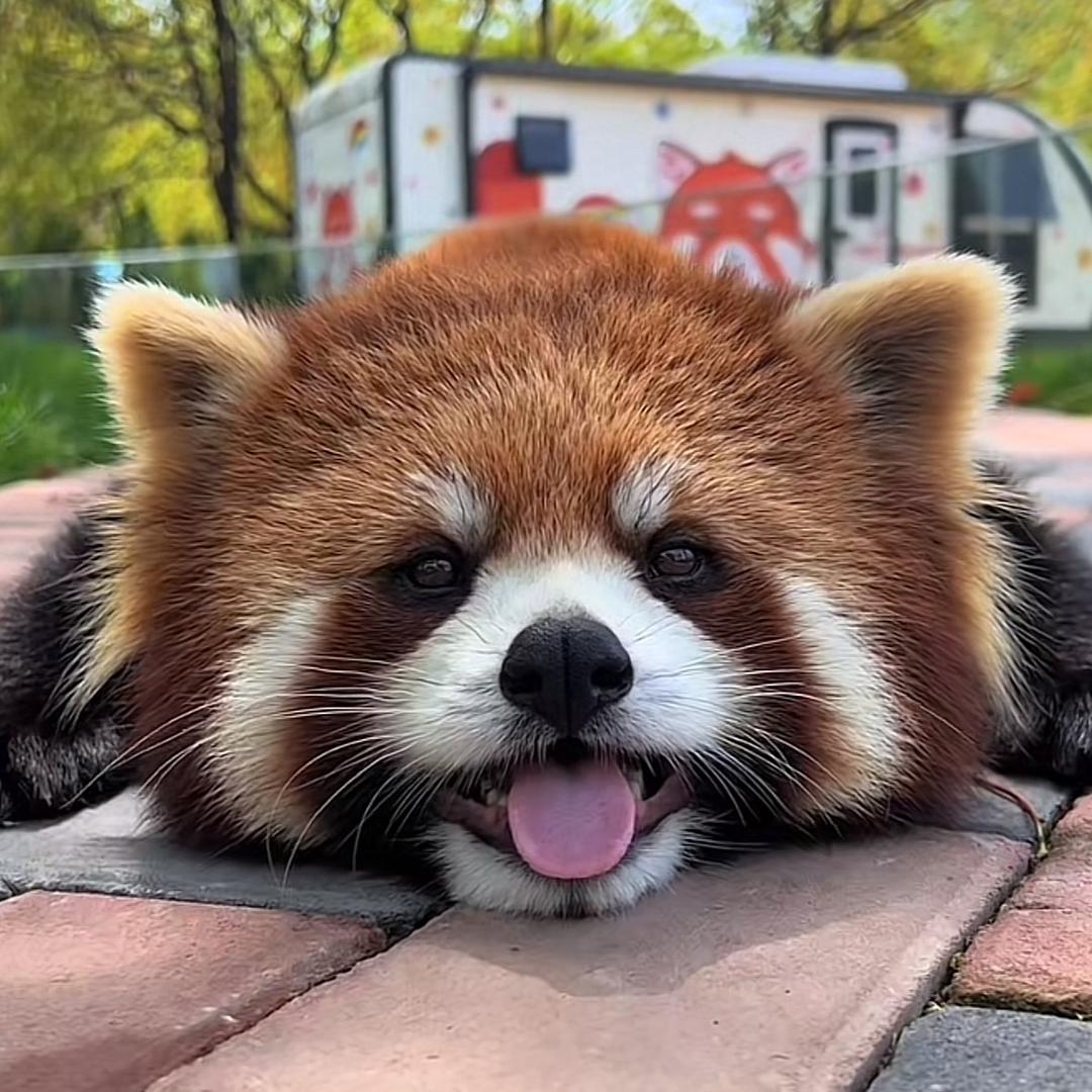 廿三