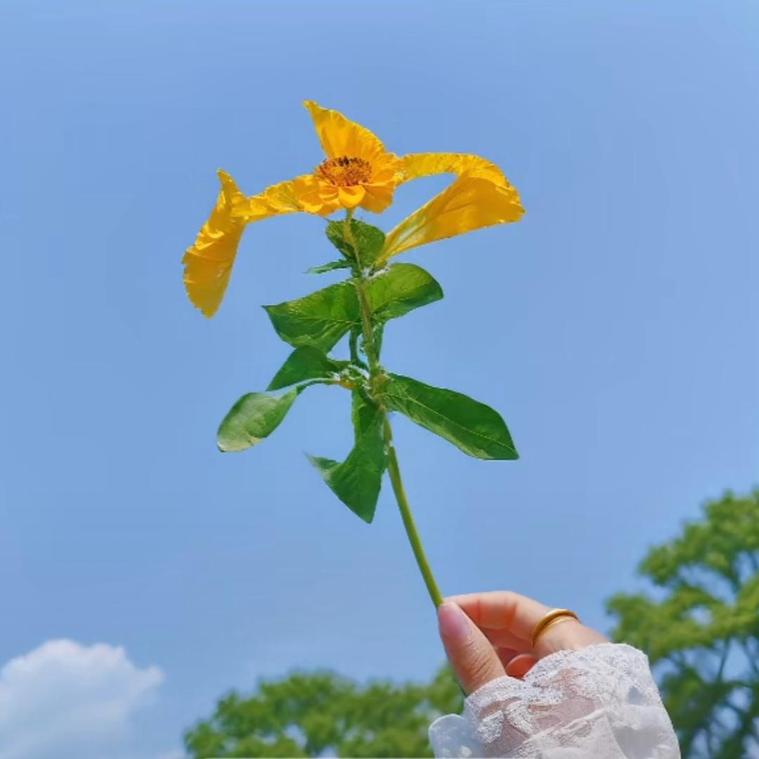 ღ᭄宋家^_^菇凉꧔ꦿ᭄💞