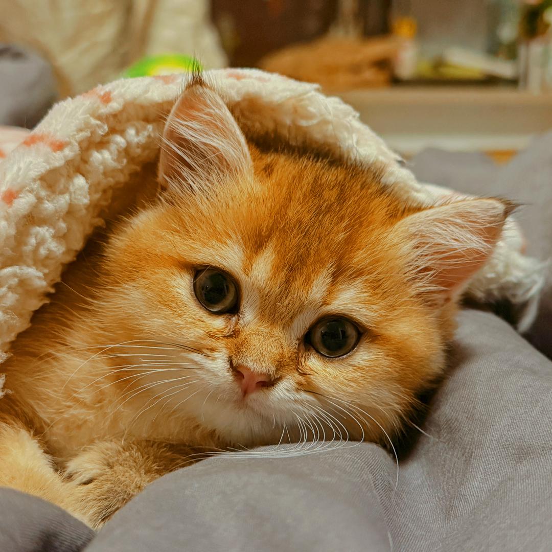 美芽是只金渐层