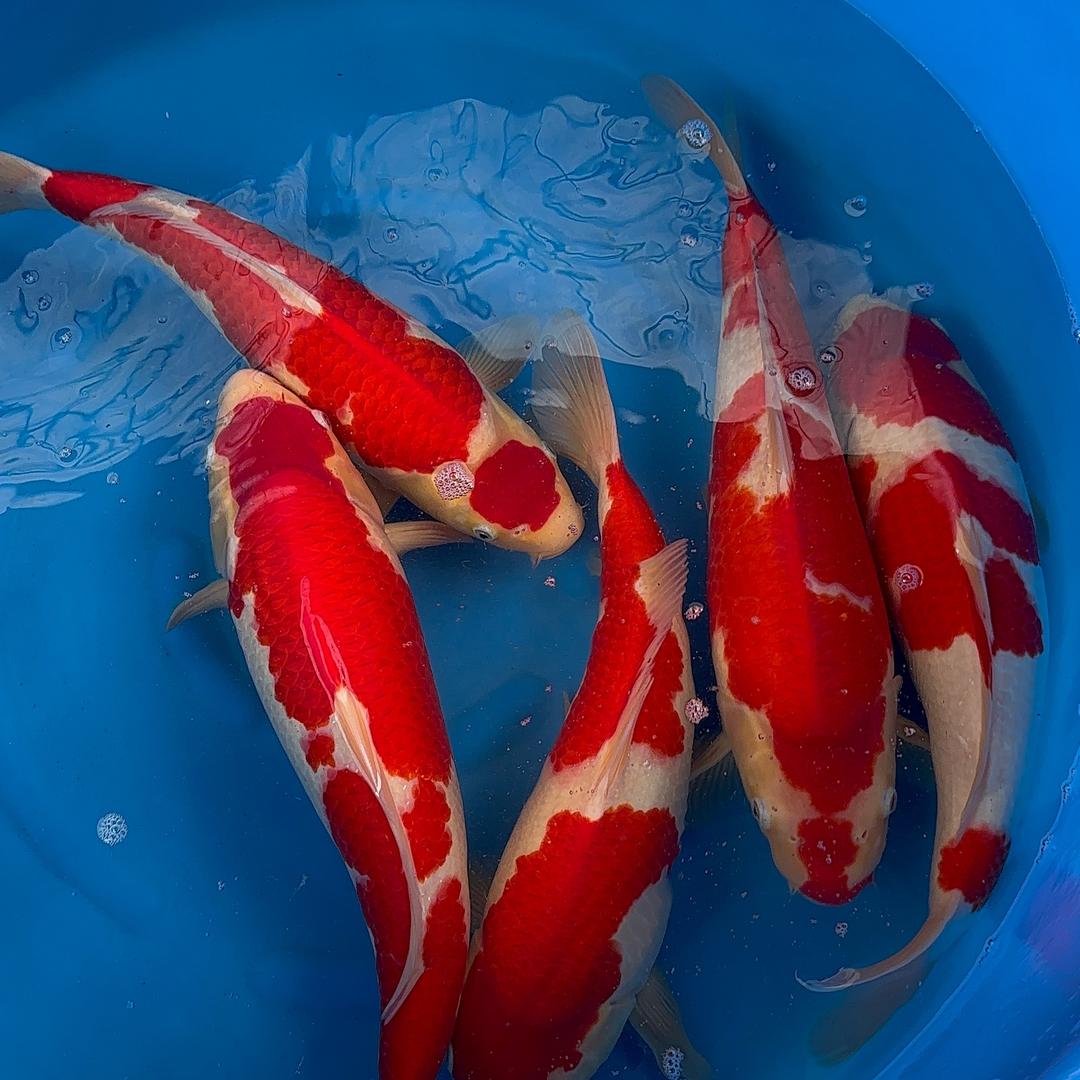 小邓养鲤场