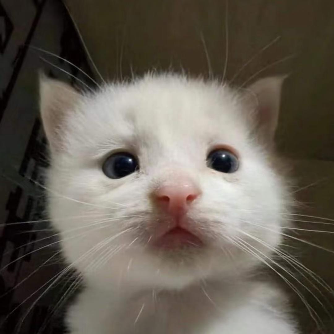 我猫呢