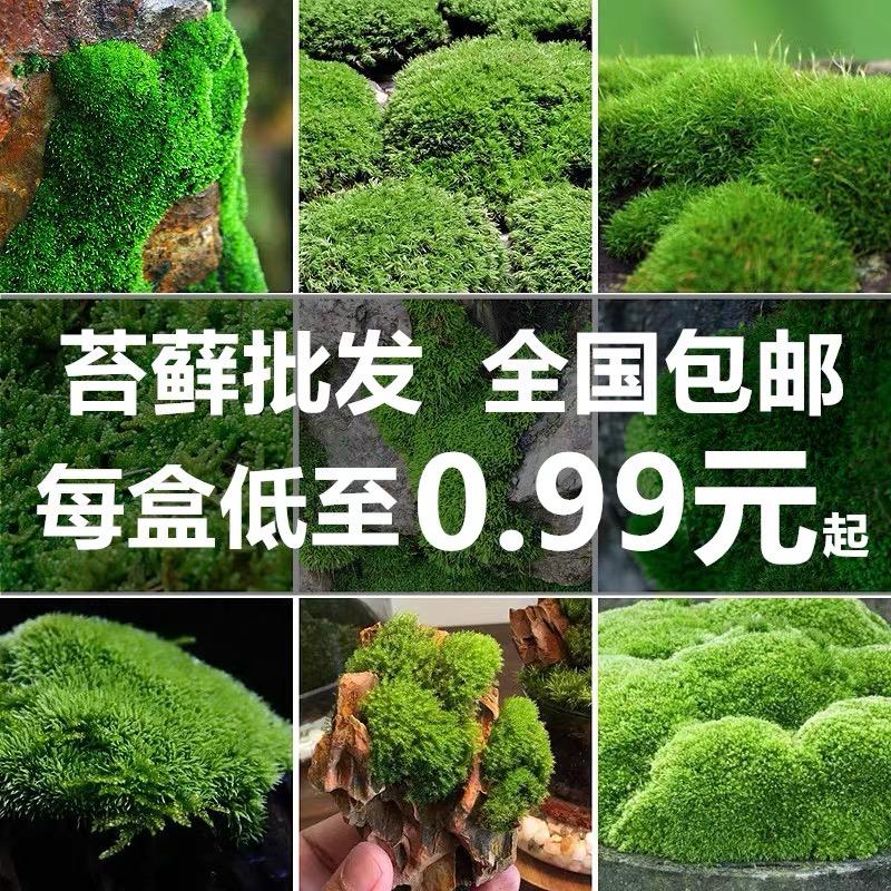 山水苔藓