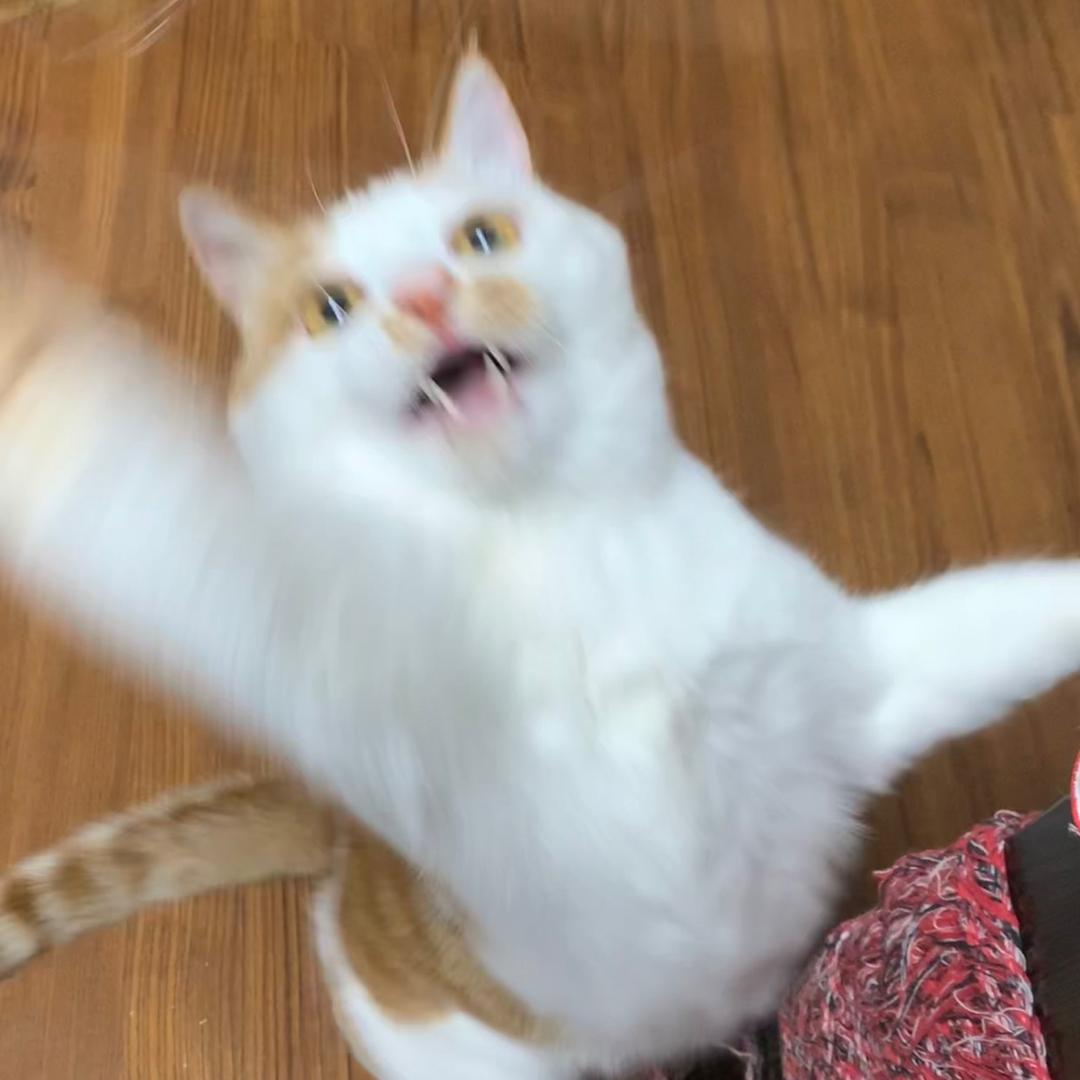 椰子糕子