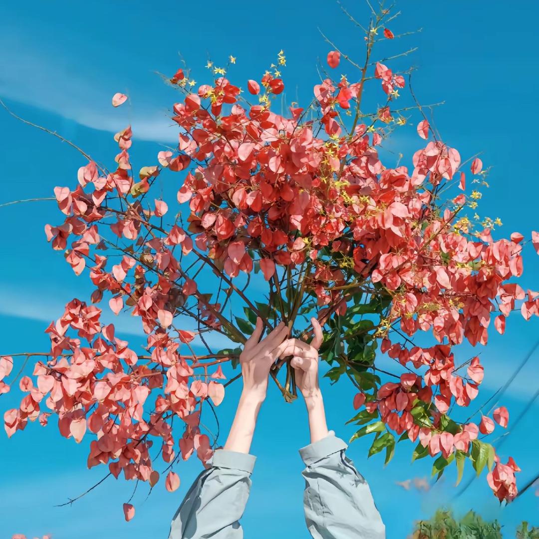 米朵家（软装中）