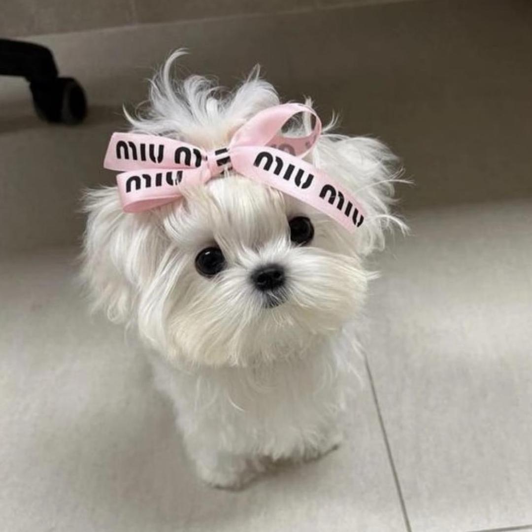 兔兔大王